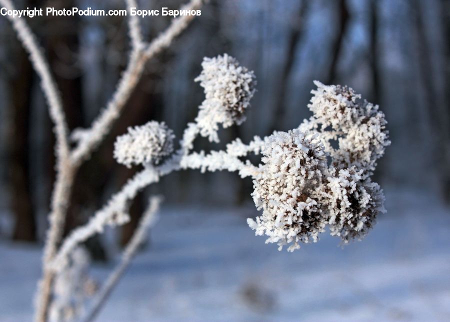 Frost, Ice, Outdoors, Snow