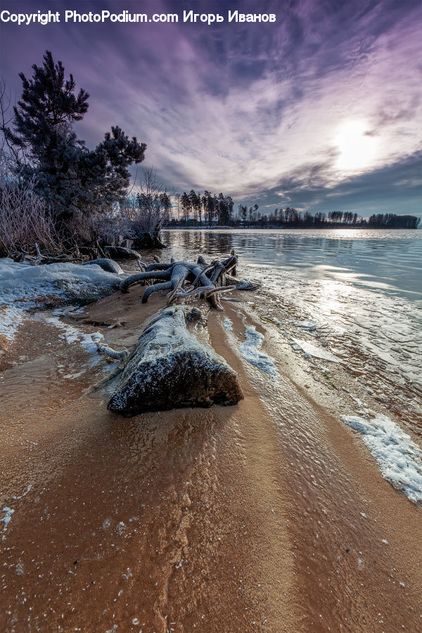 Conifer, Fir, Pine, Plant, Spruce, Tree, Beach