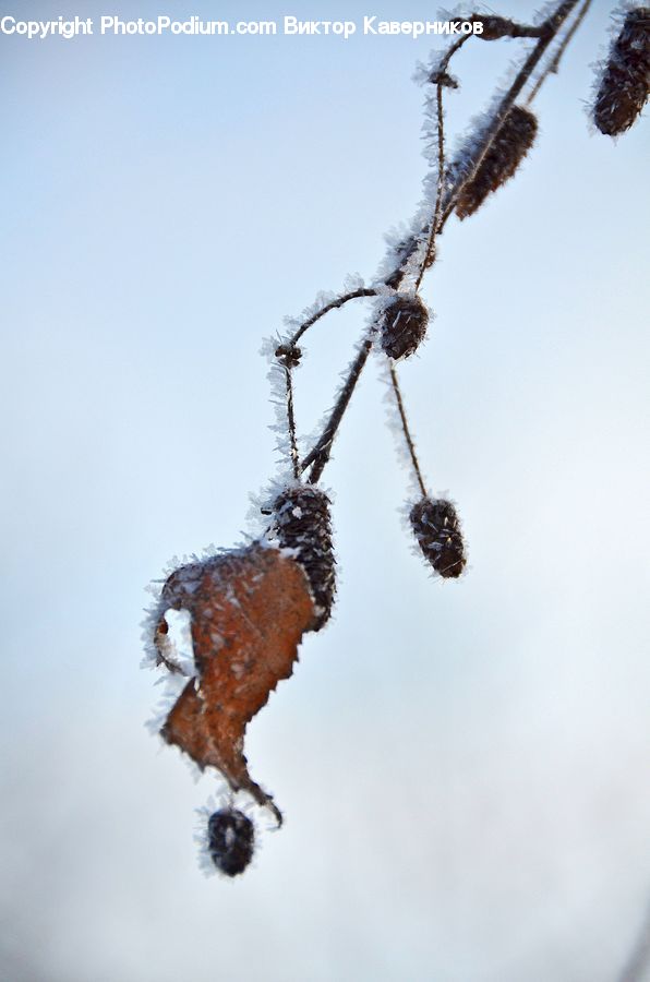 Frost, Ice, Outdoors, Snow