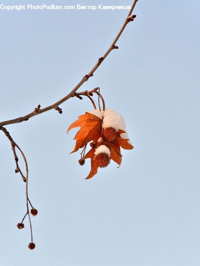 Blossom, Flora, Flower, Geranium, Plant, Gladiolus, Cherry Blossom