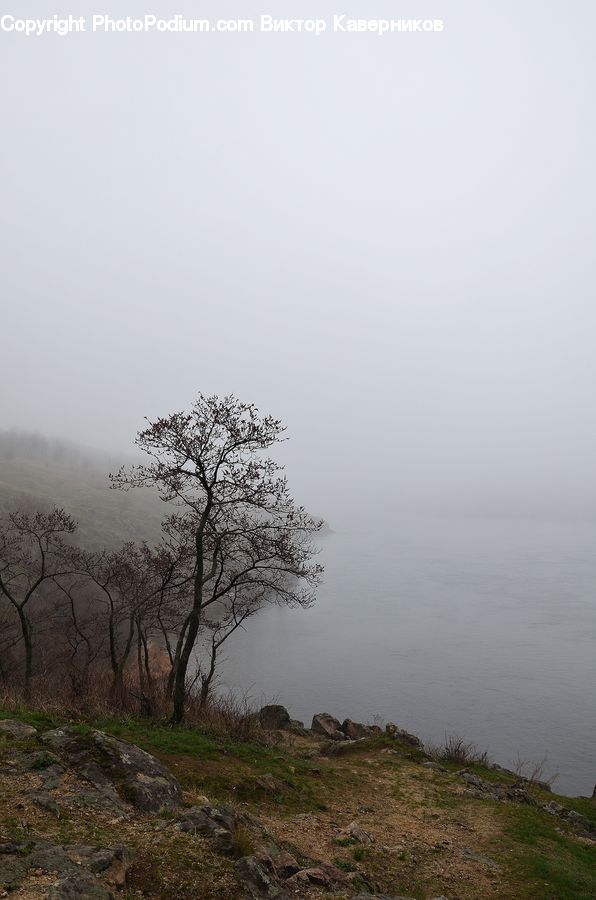 Fog, Plant, Tree, Oak, Wood, Countryside, Outdoors