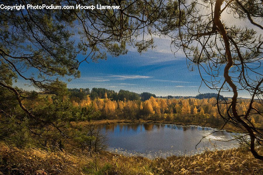Lake, Outdoors, Water, Plant, Tree, Conifer, Fir