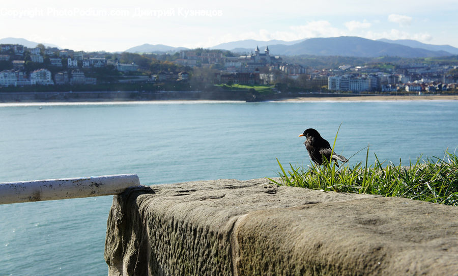 Bird, Lake, Outdoors, Water, Blackbird, City, Downtown