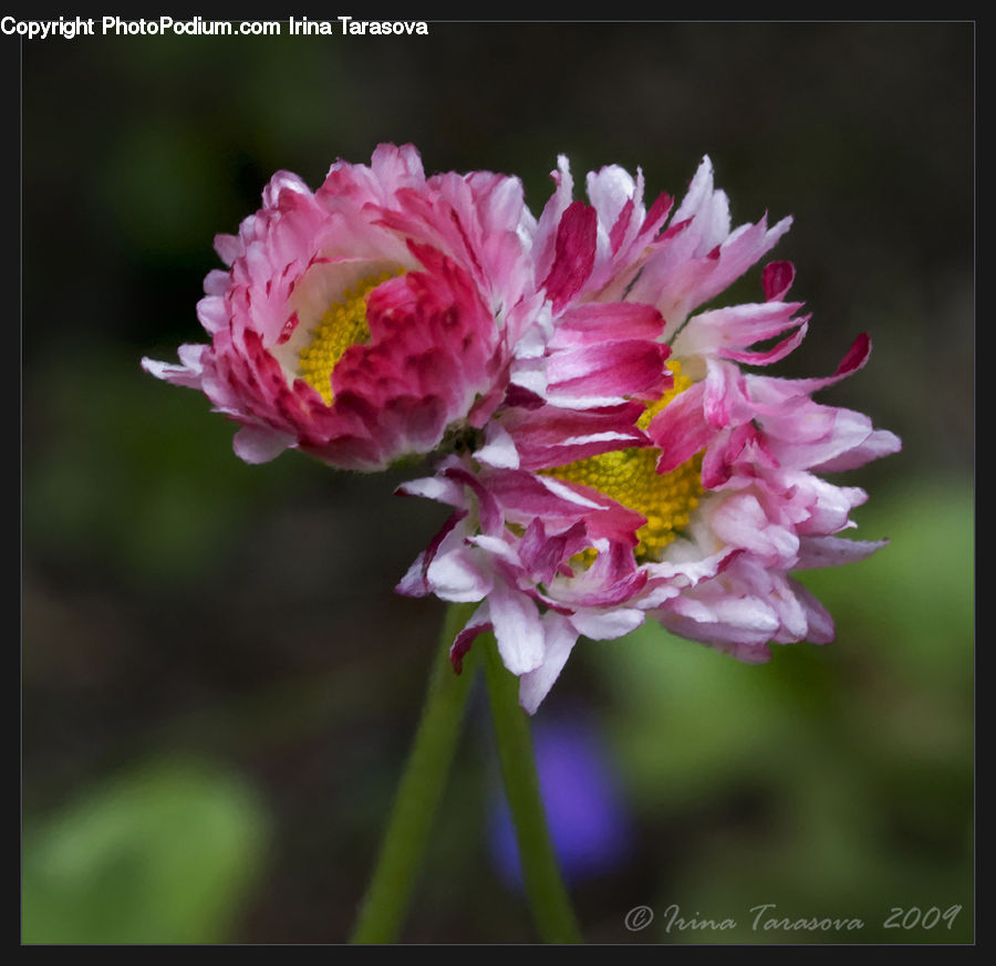 Blossom, Flora, Flower, Plant, Carnation, Dahlia, Cherry Blossom