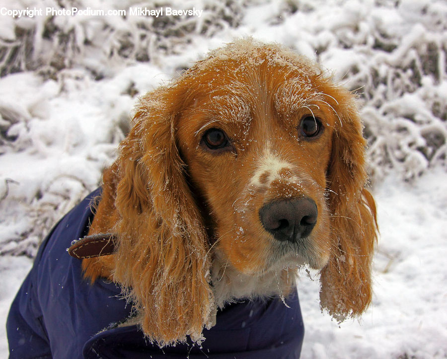 Animal, Canine, Cocker Spaniel, Dog, Mammal, Pet, Spaniel