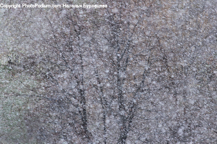 Pavement, Asphalt, Tarmac, Blossom, Cherry Blossom, Flower, Flora