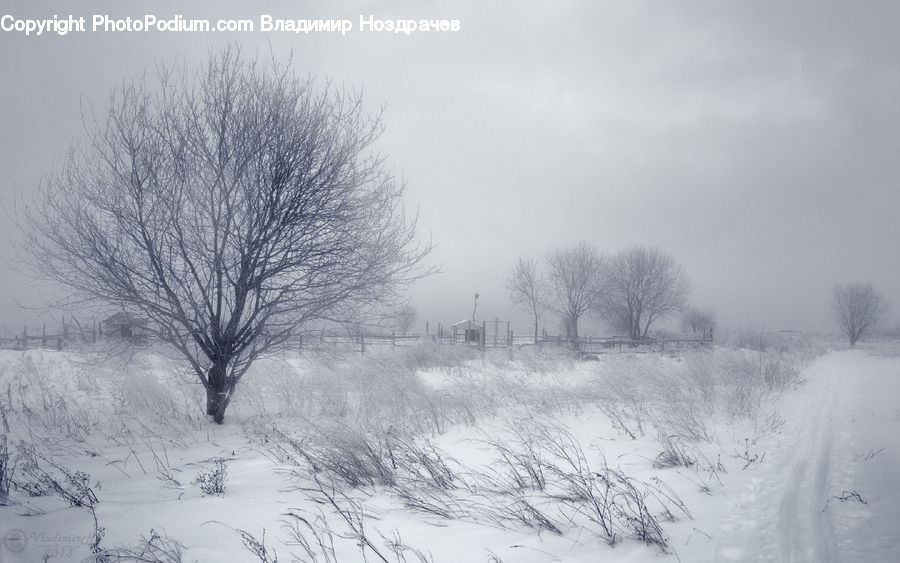 Ice, Outdoors, Snow, Plant, Tree, Blizzard, Weather