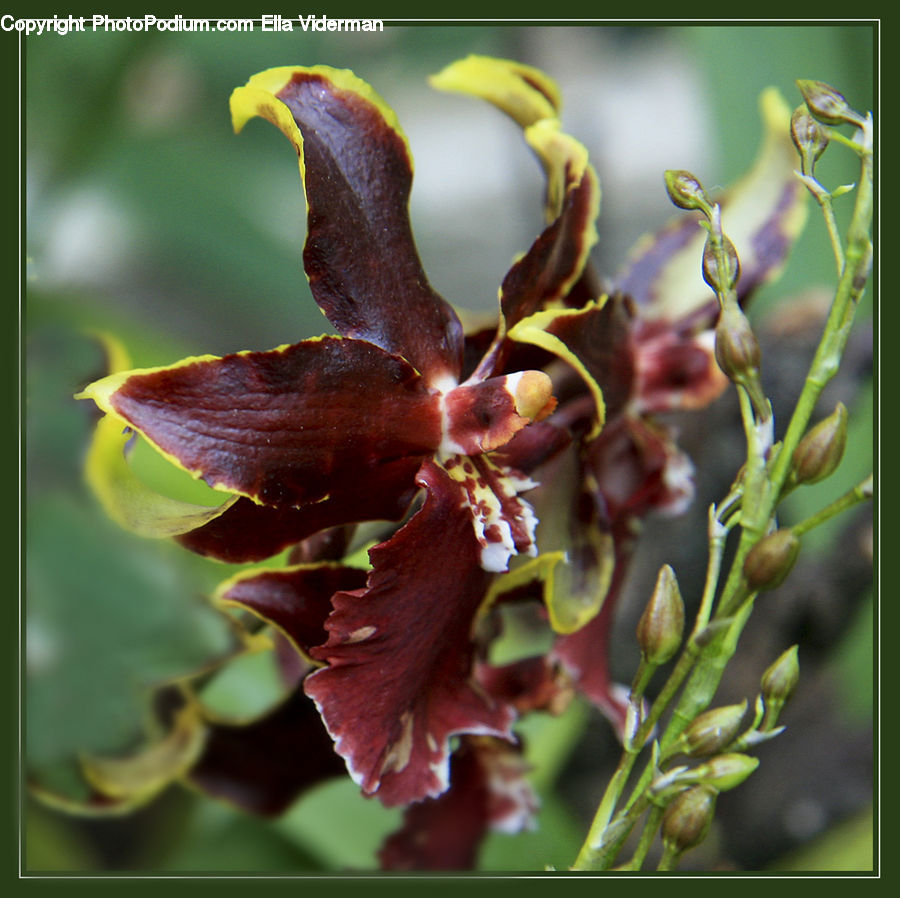 Blossom, Flora, Flower, Plant, Gladiolus, Conifer, Fir