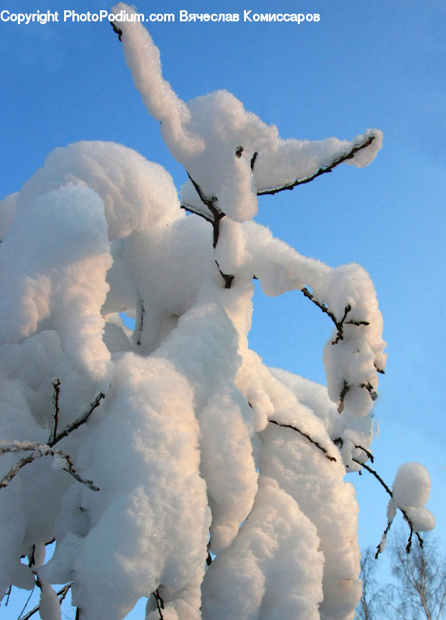 Cloud, Cumulus, Sky, Conifer, Fir, Pine, Spruce