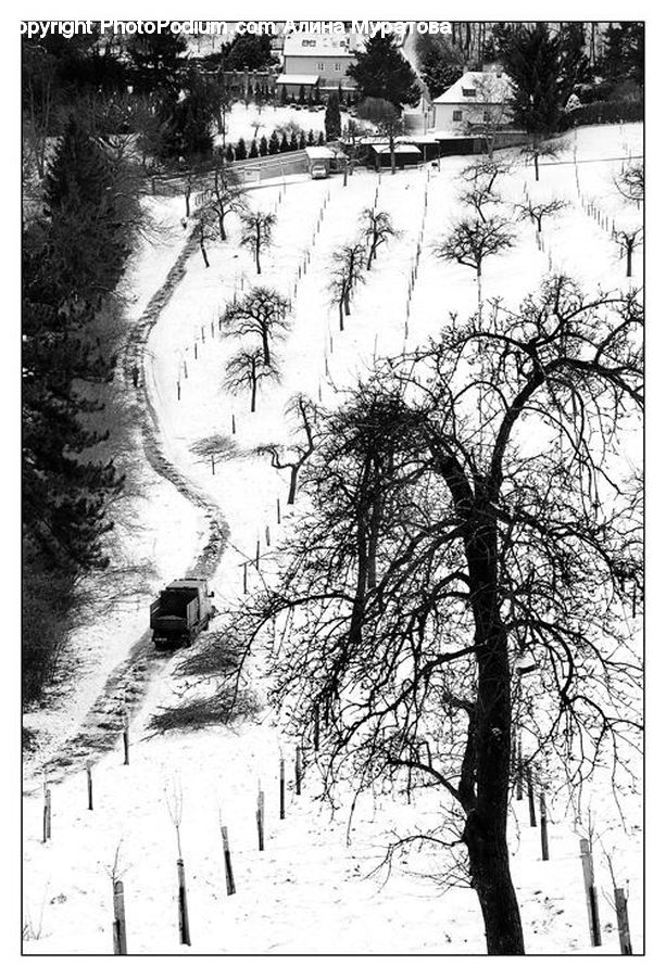 People, Person, Human, Drawing, Sketch, Plant, Tree