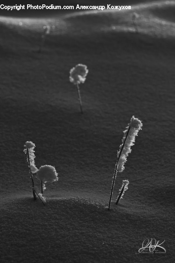 Nuclear, Grass, Plant, Reed, Coast, Outdoors, Sea