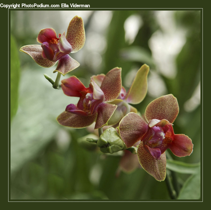 Blossom, Flora, Flower, Orchid, Plant, Petal, Lupin