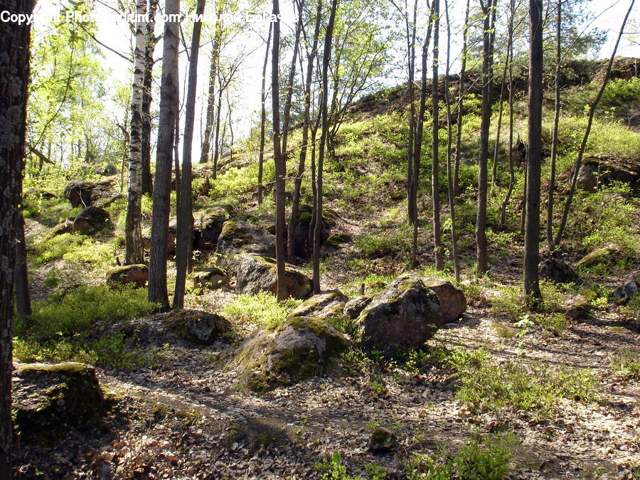Rock, Forest, Vegetation, Moss, Plant, Grove, Land