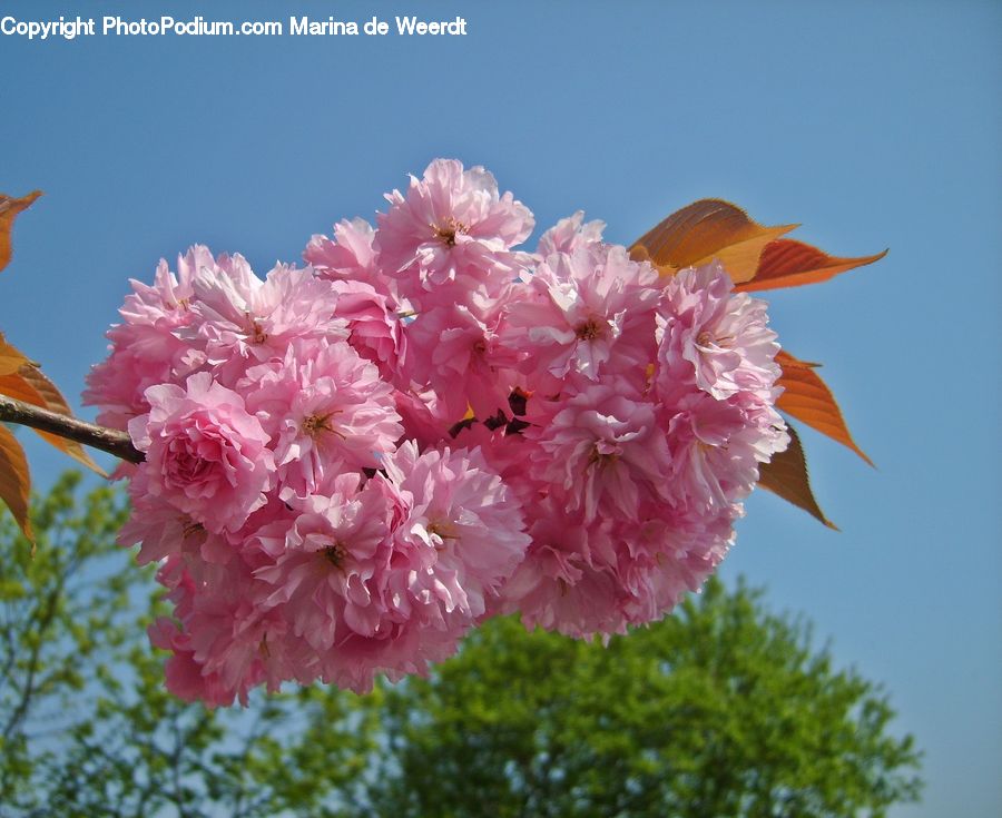 Blossom, Flora, Flower, Plant, Cherry Blossom, Anther, Petal