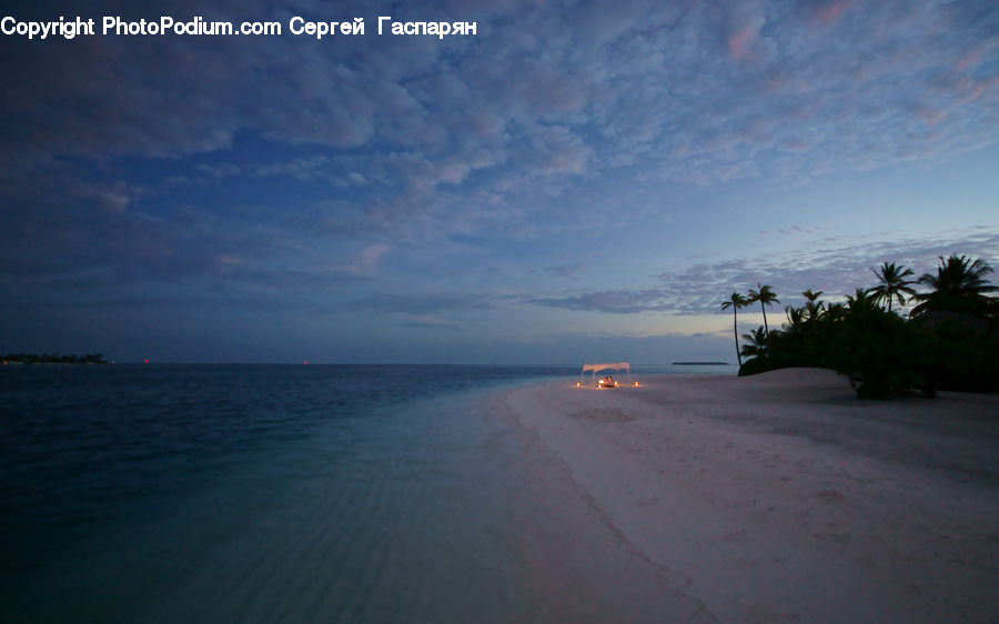 Palm Tree, Plant, Tree, Beach, Coast, Outdoors, Sea