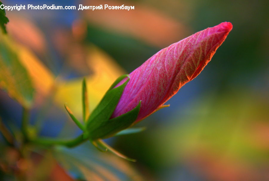 Bud, Plant, Blossom, Flora, Flower, Geranium, Crocus