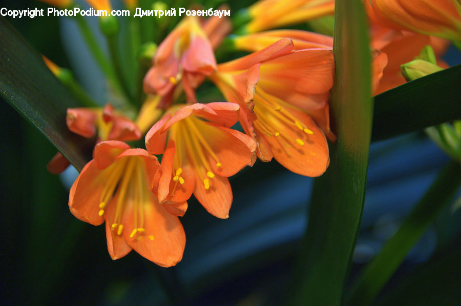 Flora, Flower, Lily, Plant, Gladiolus, Blossom, Geranium