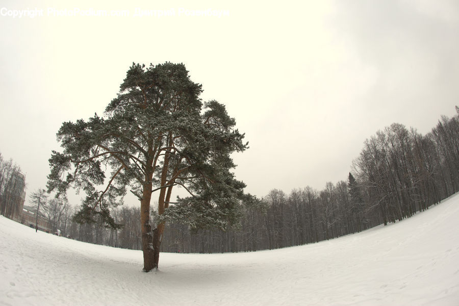 Plant, Tree, Conifer, Fir, Forest, Vegetation, Ice