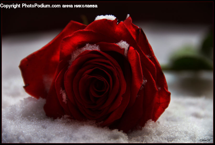 Blossom, Flower, Plant, Rose, Flower Arrangement, Flower Bouquet, Carnation