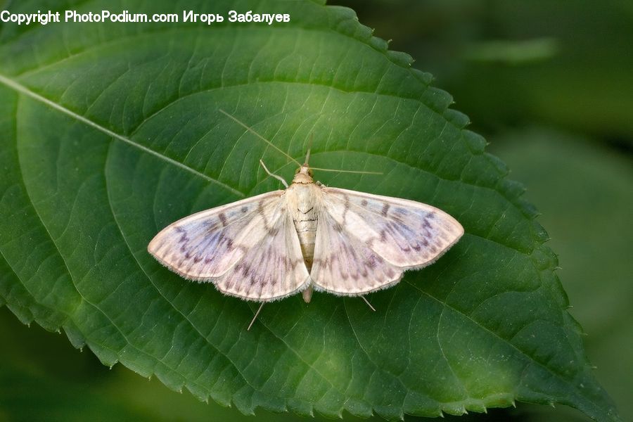 Butterfly, Insect, Invertebrate, Leaf, Plant, Veins, Blossom
