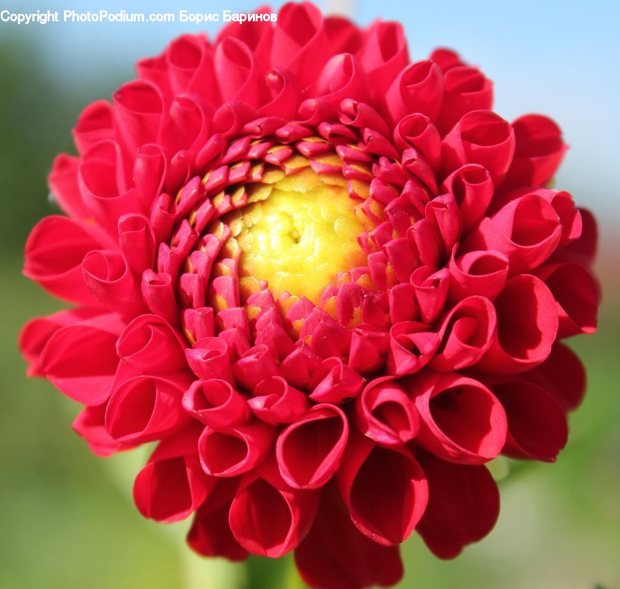 Blossom, Dahlia, Flora, Flower, Plant