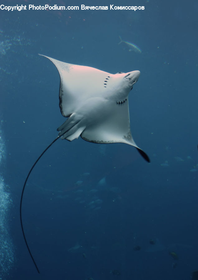 Manta Ray, Sea Life, Stingray Fish, Fish