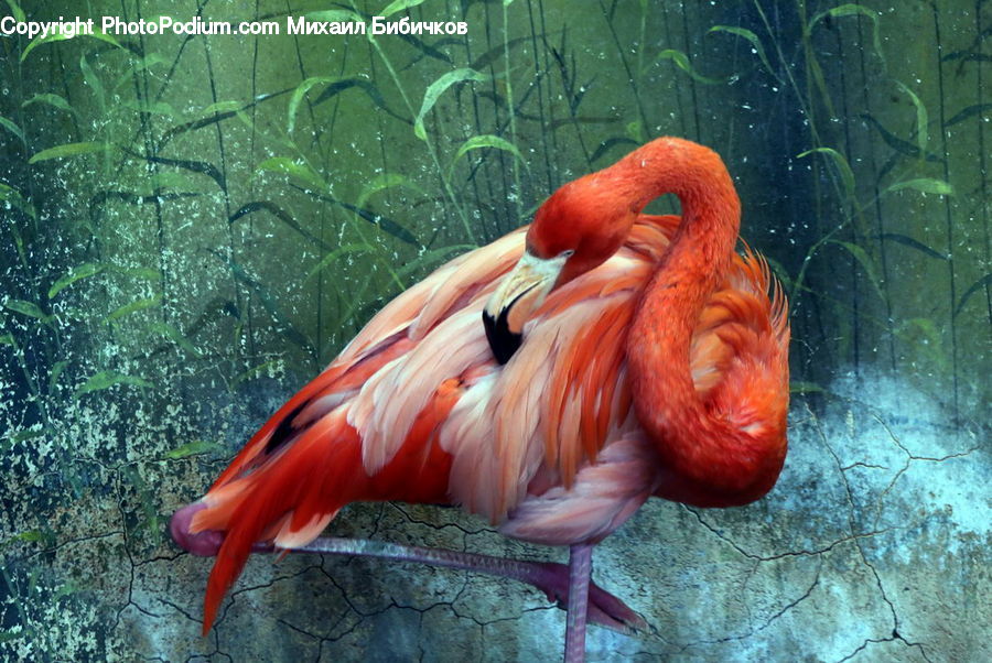 Bird, Flamingo, Flock