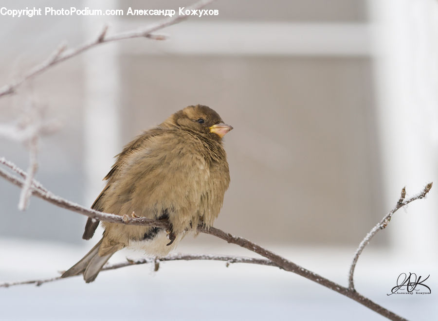 Bird, Finch, Beak