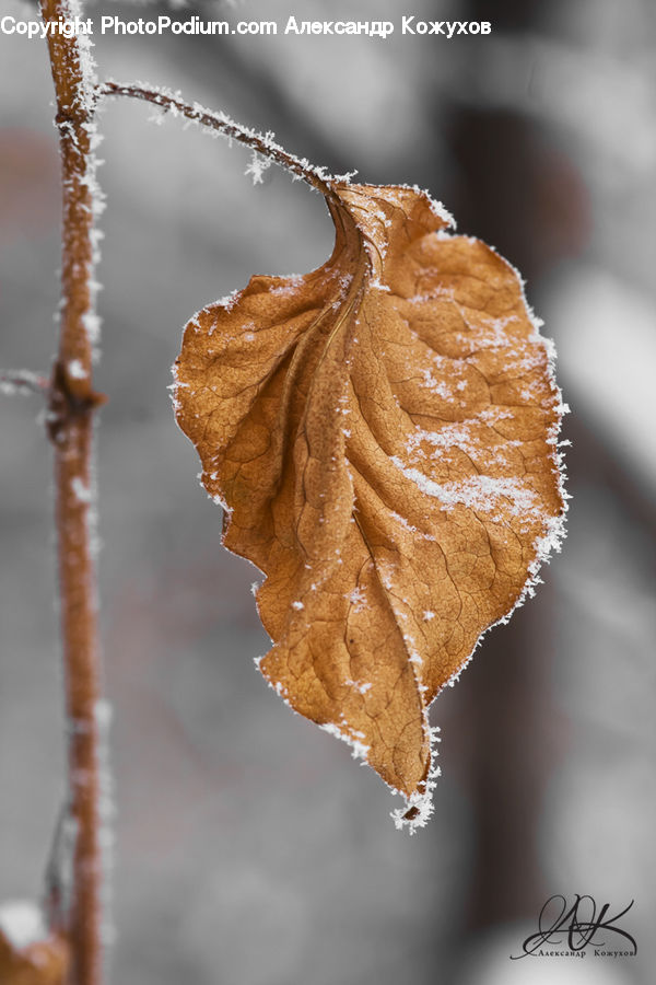 Oak, Sycamore, Tree, Tree Trunk, Wood, Frost, Ice
