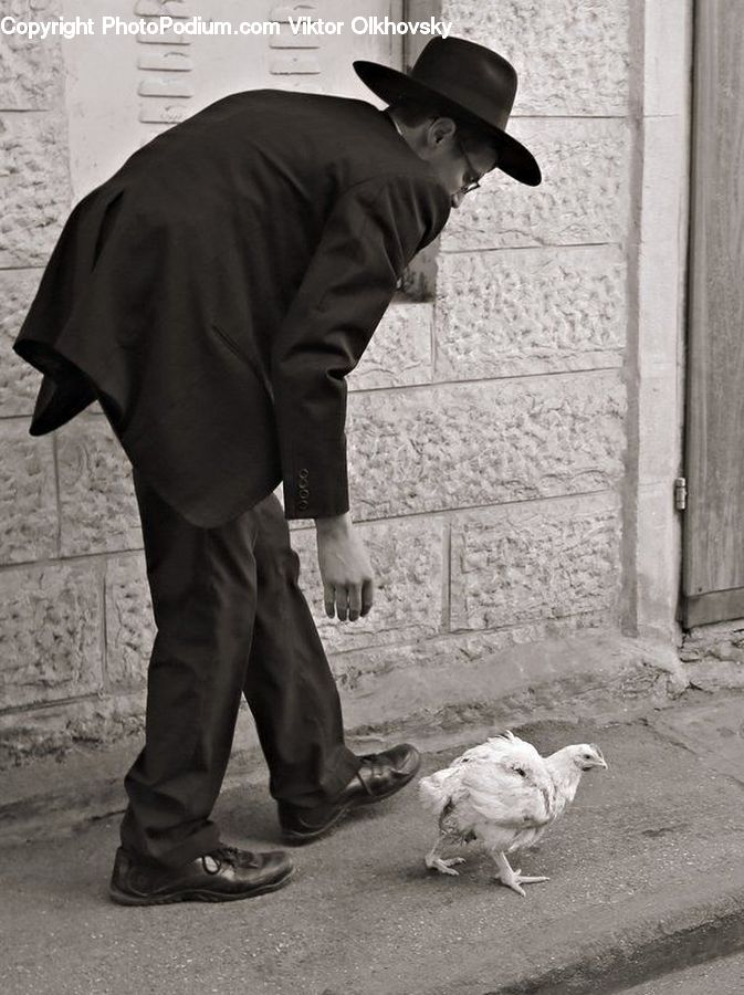 People, Person, Human, Chicken, Fowl, Hen, Poultry