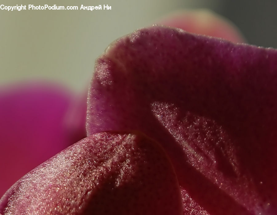 Bud, Plant, Velvet, Blossom, Flora, Flower, Petal