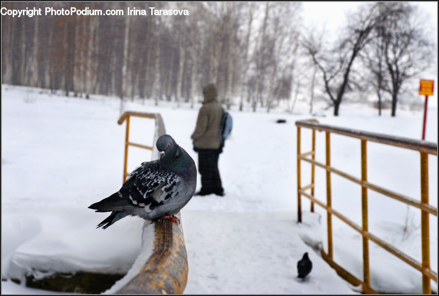 People, Person, Human, Bird, Pigeon, Dove