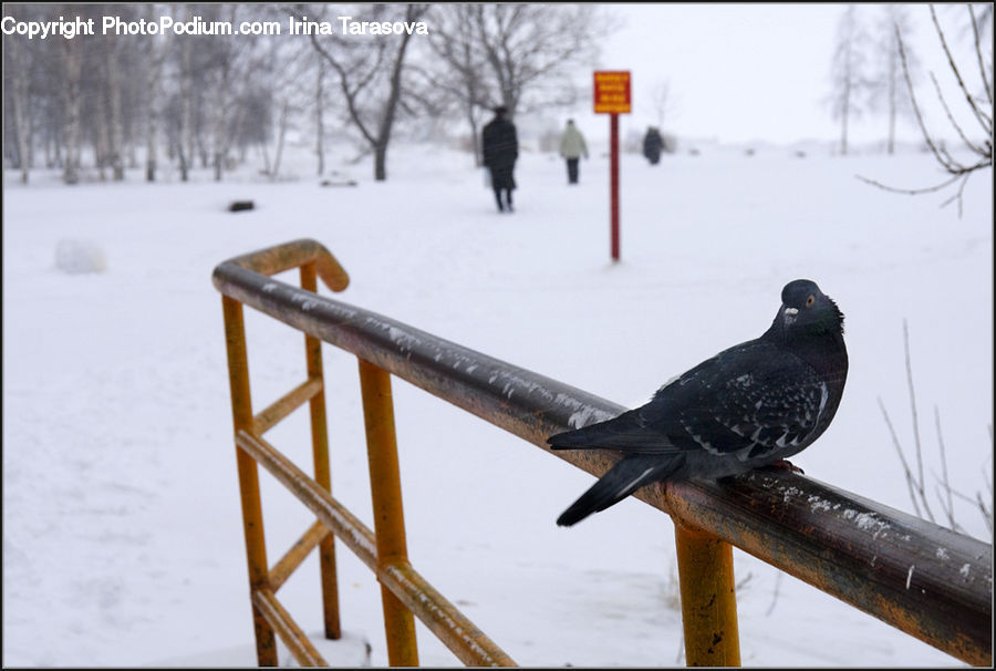Bird, Pigeon, Blackbird, Accipiter, Dove, Ice, Outdoors