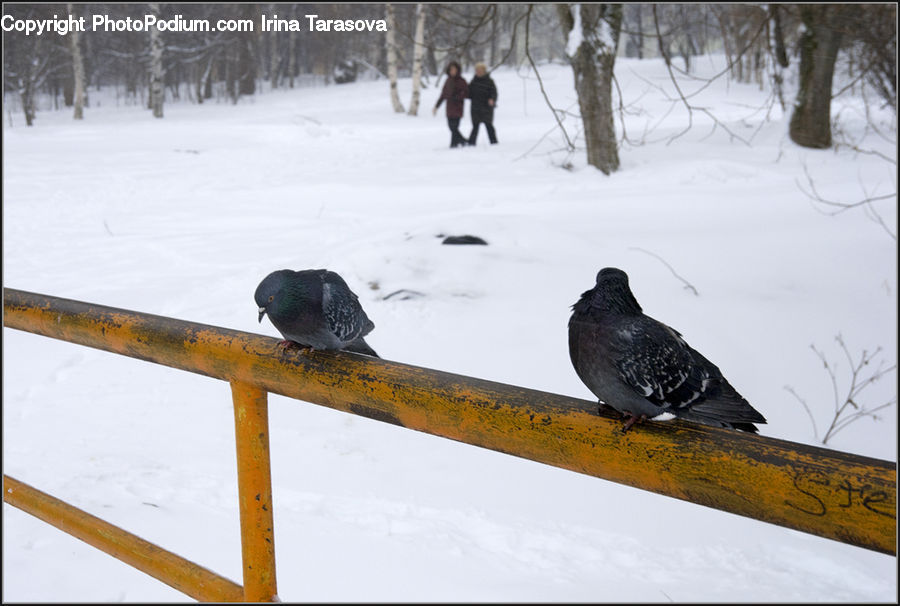 Bird, Pigeon, Dove