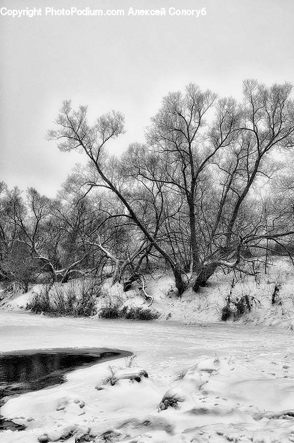 Ice, Outdoors, Snow, Plant, Tree, Oak, Wood
