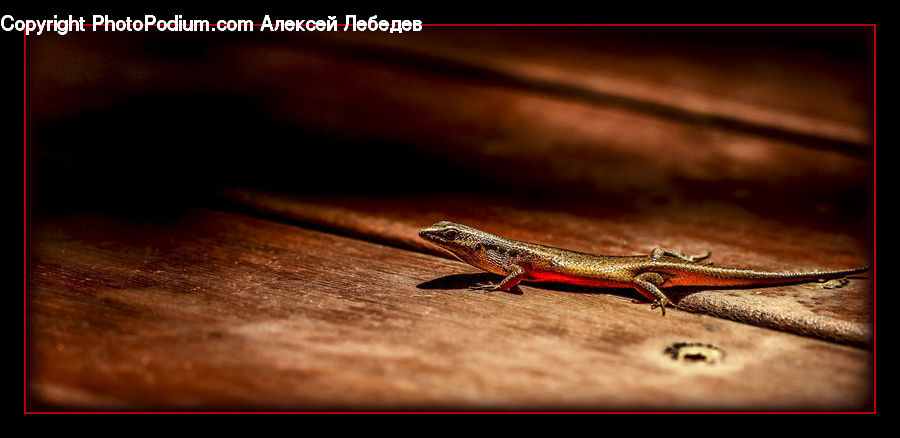 Amphibian, Salamander, Wildlife, Gecko, Lizard, Reptile, Bait