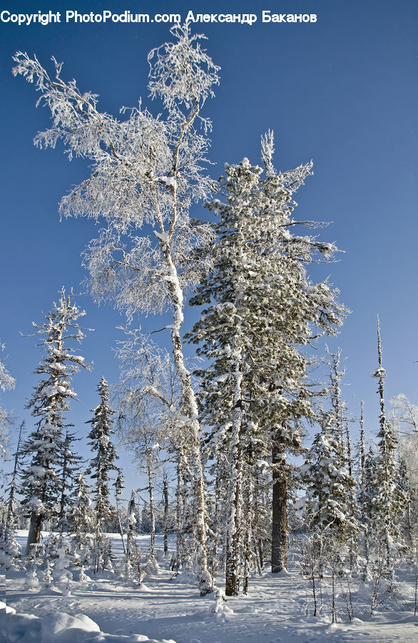 Frost, Ice, Outdoors, Snow, Birch, Tree, Wood