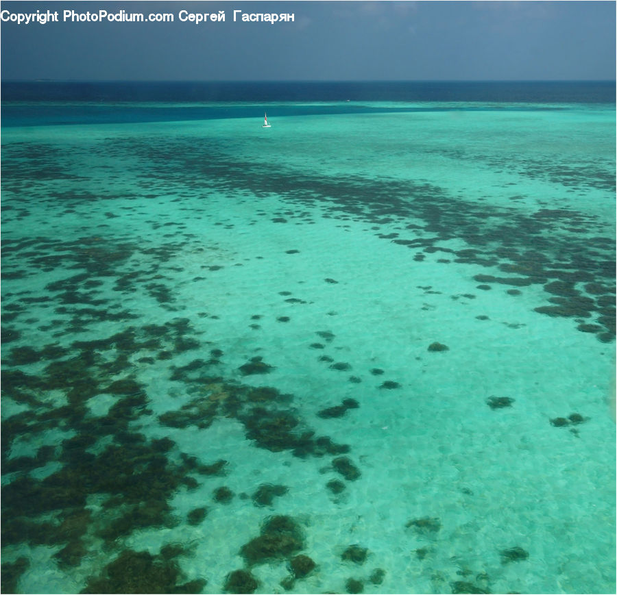 Coral Reef, Outdoors, Reef, Sea, Sea Life, Water, Ocean