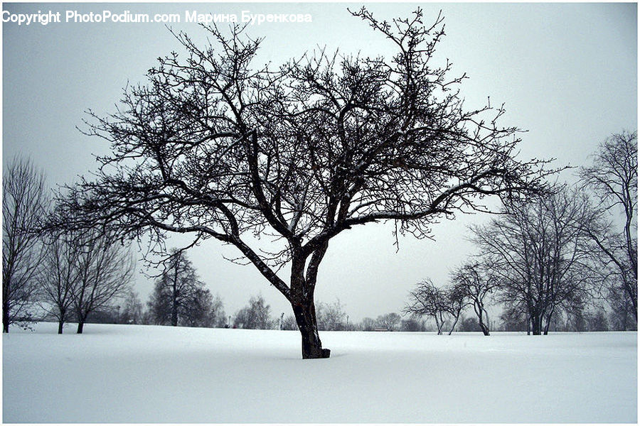 Oak, Tree, Wood, Plant, Conifer, Fir