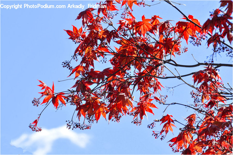 Maple, Tree, Wood, Plant, Blossom, Flora, Flower