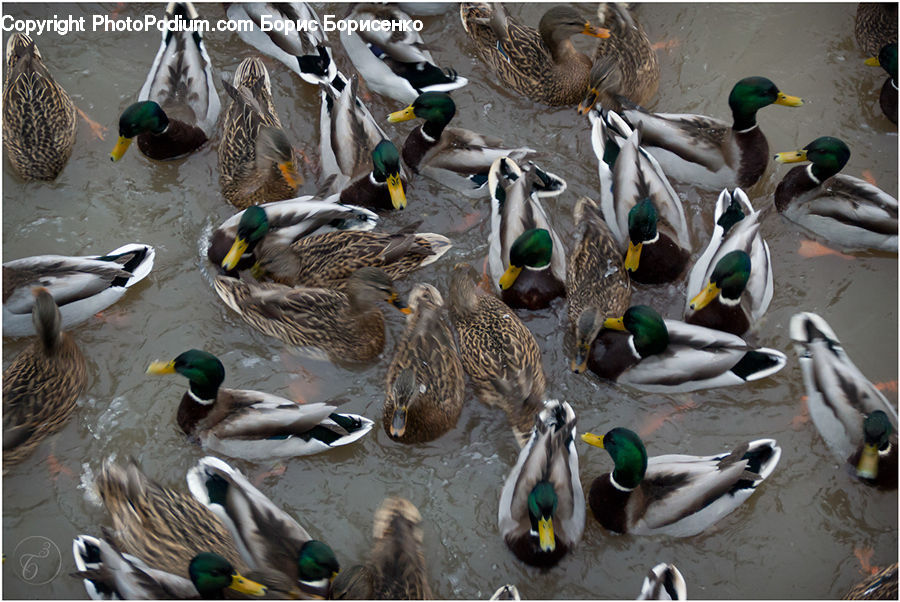 Bird, Duck, Mallard, Waterfowl, Teal, Animal, Elephant