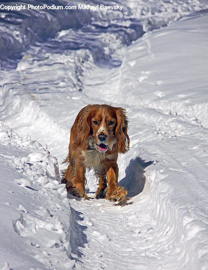 Animal, Canine, Cocker Spaniel, Dog, Mammal, Pet, Spaniel