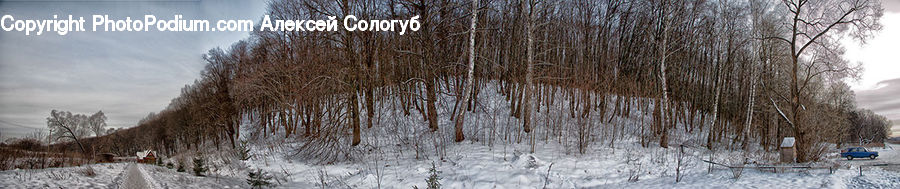Birch, Tree, Wood, Forest, Vegetation, Plant, Ice