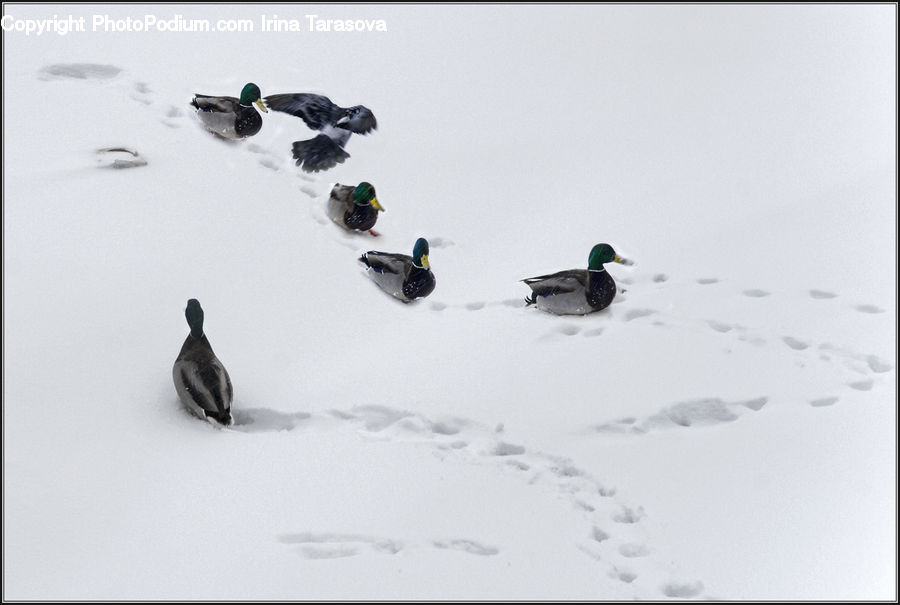 Bird, Duck, Teal, Waterfowl, Arctic, Ice, Outdoors