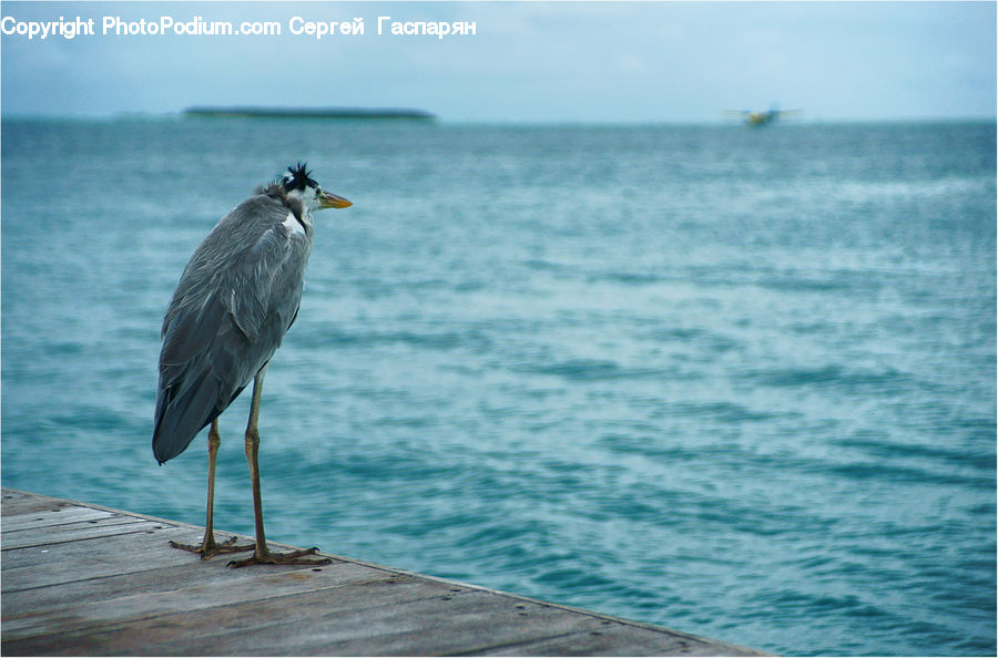 Ardeidae, Bird, Crane Bird, Heron, Stork, Waterfowl, Leisure Activities