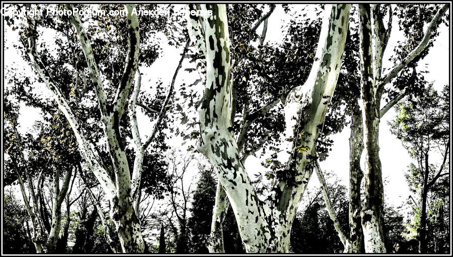 Birch, Tree, Wood, Forest, Vegetation, Plant, Oak