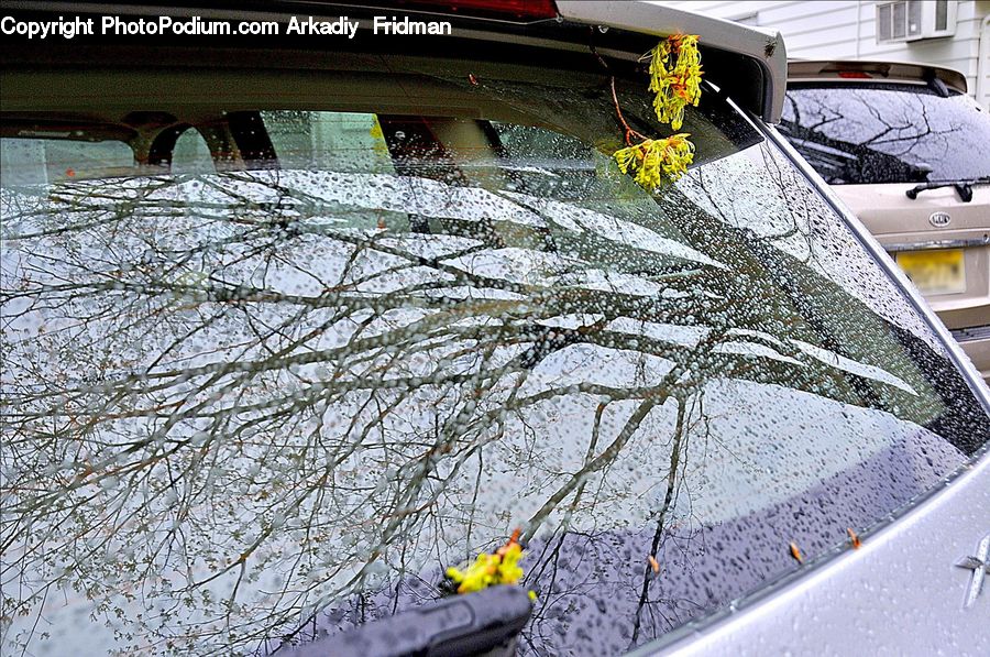 Cab, Car, Taxi, Vehicle, Asphalt, Tarmac, Blossom