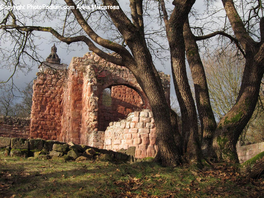 Ruins, Oak, Tree, Wood, Plant, Forest, Vegetation