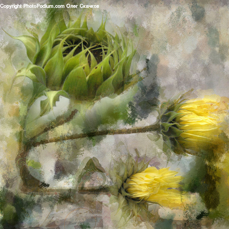 Cactus, Plant, Cabbage, Produce, Vegetable, Blossom, Flora