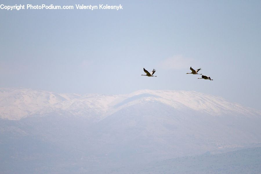 Bird, Crane Bird, Heron